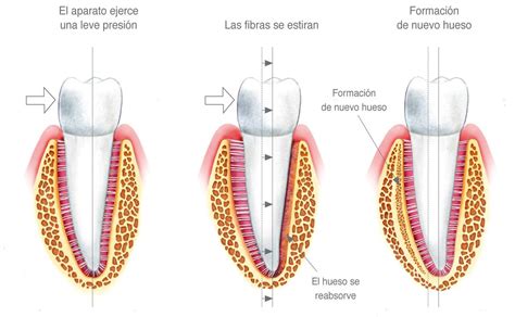 ligamento periodontal